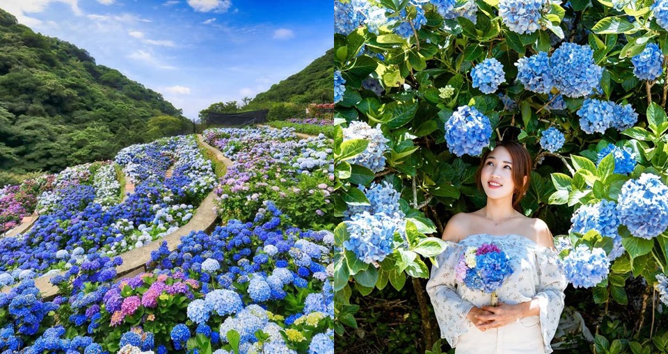 COOL潮遊｜2022 全台 5 大夢幻繡球花打卡熱點推薦！高家繡球花、新竹薰衣草森林、南投杉林溪...花都開好了