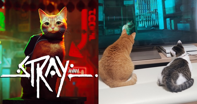 stray steam