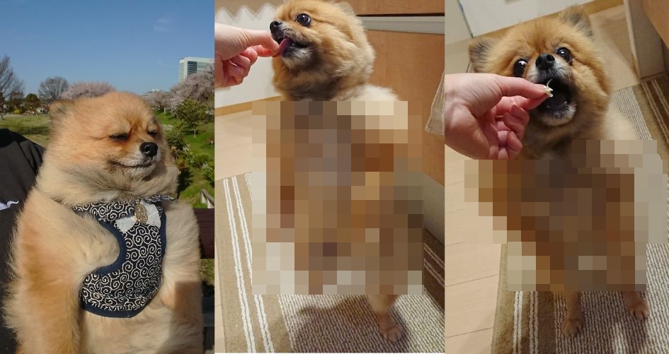 博美犬吃地瓜「畫風突變」渾身肌肉