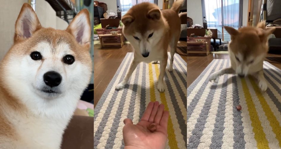 圖／IG @shiba0205
