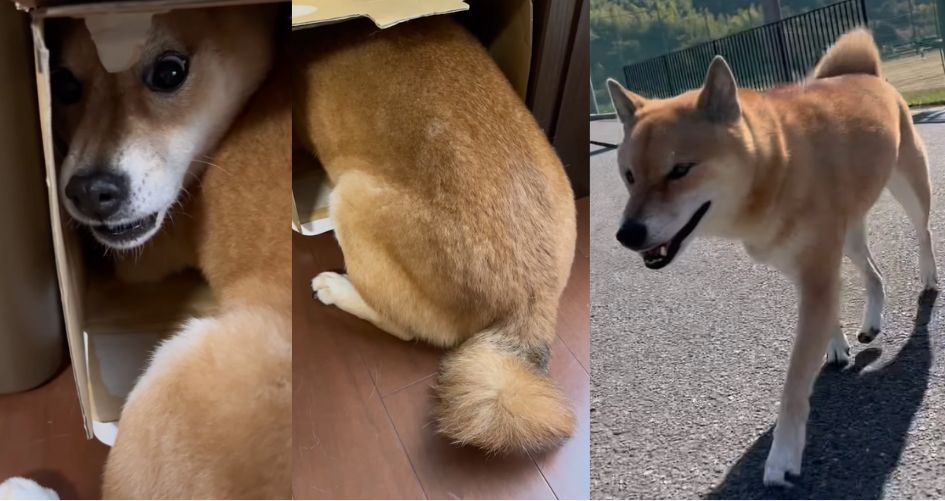 圖／IG @shibainurock4869