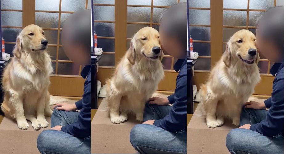 圖/IG @shiba_uni_20190107