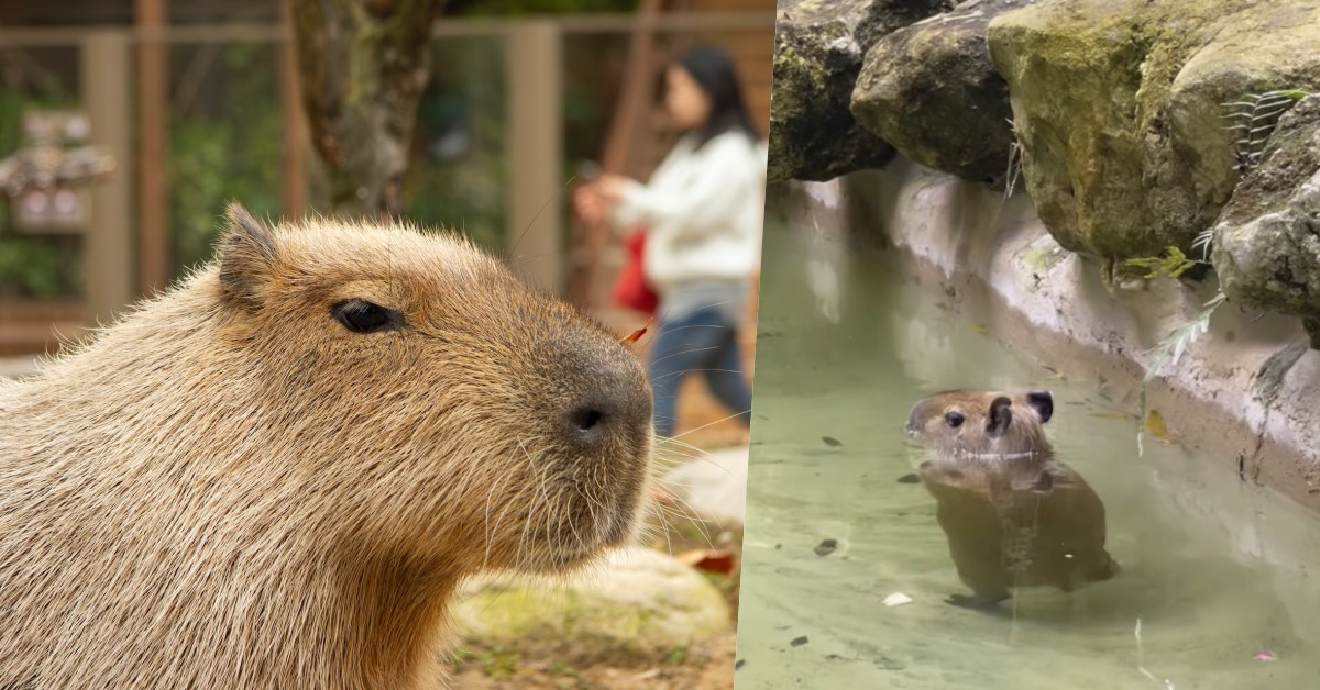 水豚